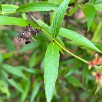 Arachnothryx leucophylla (Kunth) Planch.